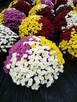 Sprzedam chryzantemy - 2