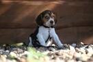 Beagle pieski szczeniaki - 2