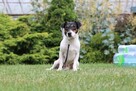 JACK Russel Terrier pies - 2