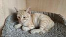 Pilne!! ok 5 mcz rudy kocurek czeka na adopcję Krasnystaw - 2