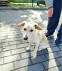 DS lub DT!!Uratujmy mała sunieczkę przed schronem bez wolont - 2