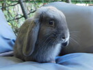 Niebieskie baranki mini lop samiczki - 1