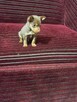 Ratlerek miniaturka - 3