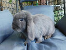 Niebieskie baranki mini lop samiczki - 4