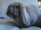 Niebieskie baranki mini lop samiczki - 3