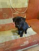 Szczeniak pitbull oddam w dobre ręce - 3