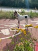 Proludzki przyjacielski Młodziak szuka PILNIE dobrego domku - 3