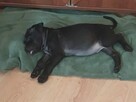 Szczeniak pitbull oddam w dobre ręce - 4