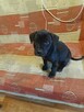 Szczeniak pitbull oddam w dobre ręce - 2