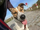 Proludzki przyjacielski Młodziak szuka PILNIE dobrego domku - 8