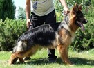 Owczarki niemieckie długowłose FCI śliczne szkolenie - 5