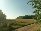 Sprzedam działkę budowlaną- Kościelec, gmina Mycielin - 4