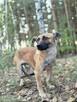 Rokiś - SZCZENIAK wielkości jamnika szuka domu! - 3