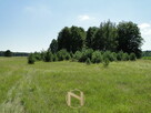 Działka łośno - 9