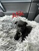 Alfik 7 tyg maluch waga 1 kg czeka na adopcję Iwona Mas. - 4