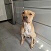 Pitbull do adopcji - 2