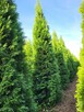 Tuje/Thuja szmaragd 220cm Sadzenie Transport - 4