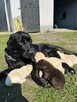 Labradorki - 3