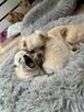 Sprzedam szczeniaczki chihuahuały długowłose - 2