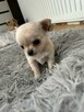 Sprzedam szczeniaczki chihuahuały długowłose - 7