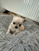 Sprzedam szczeniaczki chihuahuały długowłose - 6