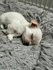 Sprzedam szczeniaczki chihuahuały długowłose - 4