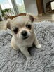 Sprzedam szczeniaczki chihuahuały długowłose - 3