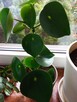 Aloesy kolekcjonerskie i ... - 15
