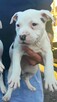 American Staffordshire Terrier - 4