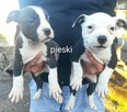 American Staffordshire Terrier - 3