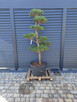 Sosna formowana Nr. 9 NIWAKI, BONSAI OGRODOWE, Topiary - 2