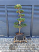 Sosna formowana Nr. 9 NIWAKI, BONSAI OGRODOWE, Topiary - 3