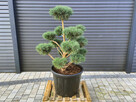 Sosna pospolita 062, Bonsai ogrodowe, Niwaki, Topiary - 8