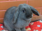 Niebieskie samiczki mini lop - 3