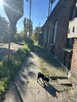 Zamienię mieszkanie komunalne na większe - 8