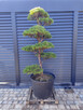 Sosna formowana Nr. 10 NIWAKI, BONSAI OGRODOWE, Topiary - 8