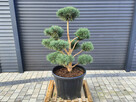 Sosna pospolita 062, Bonsai ogrodowe, Niwaki, Topiary - 3