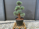 Sosna formowana Watereri 074 NIWAKI, BONSAI OGRODOWE Topiary - 1