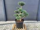 Sosna pospolita 062, Bonsai ogrodowe, Niwaki, Topiary - 2