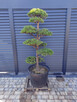 Sosna formowana Nr. 10 NIWAKI, BONSAI OGRODOWE, Topiary - 3