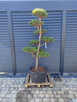 Sosna formowana Nr. 9 NIWAKI, BONSAI OGRODOWE, Topiary - 4