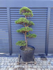 Sosna formowana Nr. 10 NIWAKI, BONSAI OGRODOWE, Topiary - 1