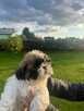 Shih tzu - 2