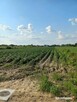 Działka 5270 m² w Ładach, blisko Warszawy - 6