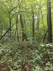 Działka lesna - 4