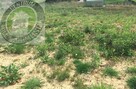 Działka budowlana Nowy Sącz - 2