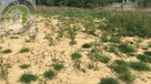 Działka budowlana Nowy Sącz - 3