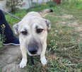 Śliczna, oddana DIANKA szuka domu !! Do adopcji !! - 2