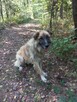 Leon ok 5 let. typie rasy Leonberger do adopcji Kaspian Satr - 4