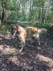 Leon ok 5 let. typie rasy Leonberger do adopcji Kaspian Satr - 6